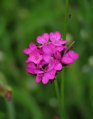 Dianthus pontederae