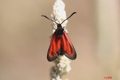 Zygaena rubicundus