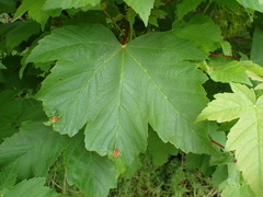 Pediaspis aceris