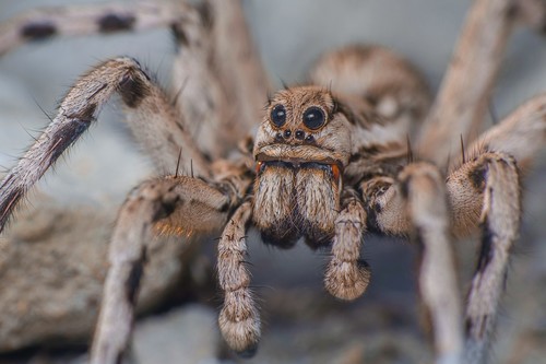 Lycosa fasciiventris