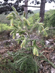 Onosma visianii