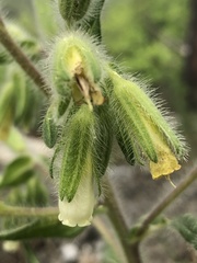 Onosma visianii