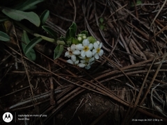 Lithospermum distichum