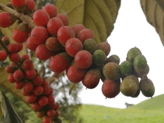 Citharexylum subflavescens