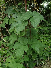 Humulus lupulus