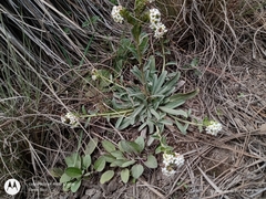 Lithospermum distichum