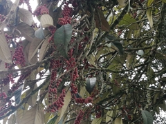 Citharexylum subflavescens