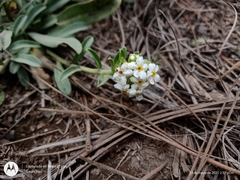 Lithospermum distichum