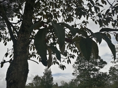 Citharexylum subflavescens