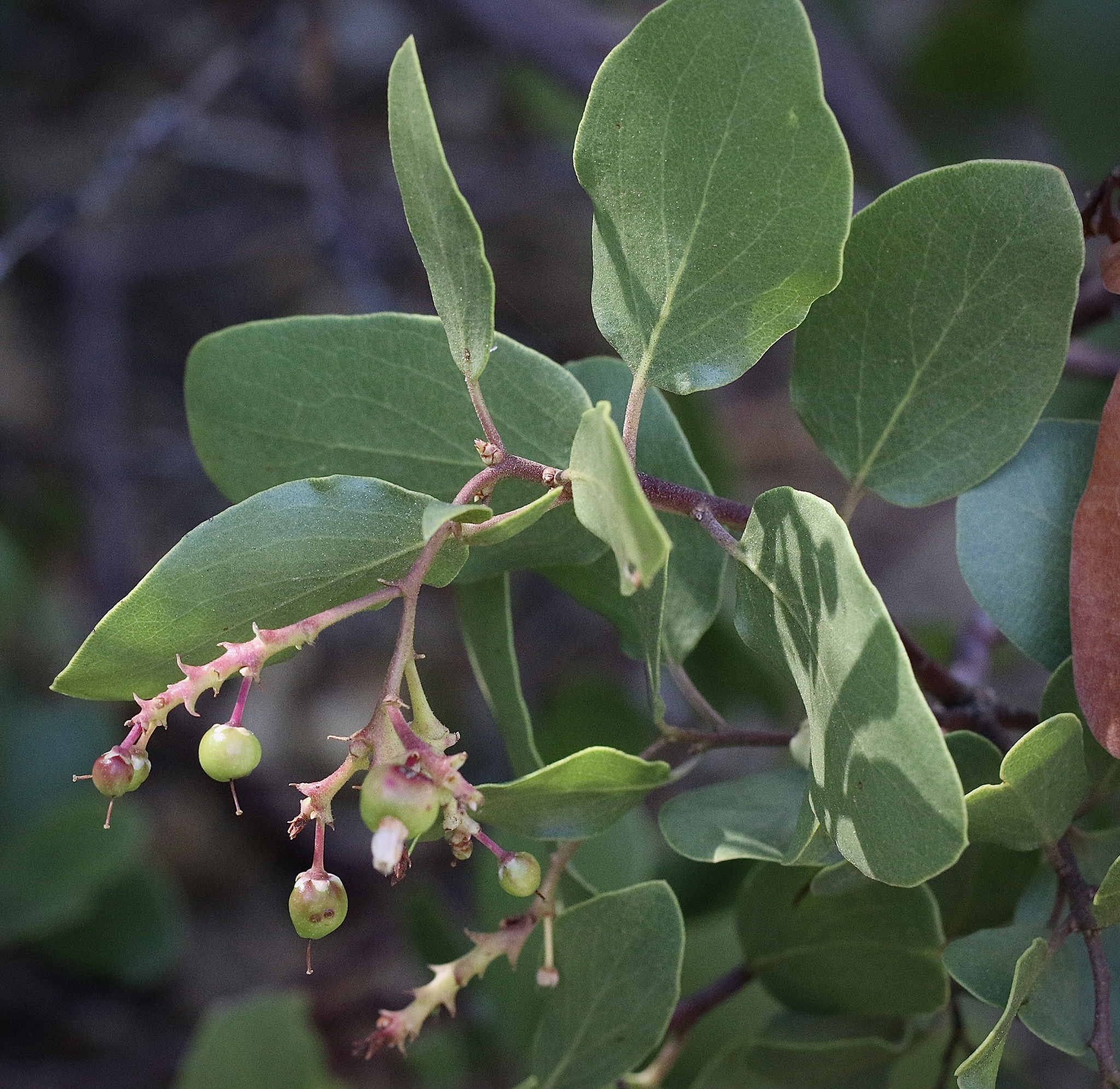 Arctostaphylos patula
