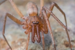 Liocranum