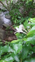 Rhododendron arborescens