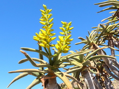 Aloidendron ramosissimum