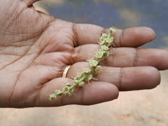 Terminalia bellirica