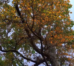 Terminalia bellirica