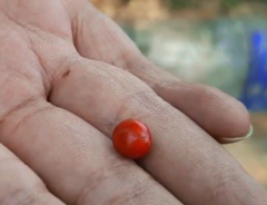 Pterocarpus santalinus