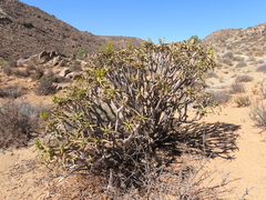 Aloidendron ramosissimum