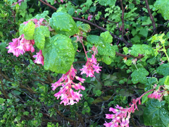 Ribes sanguineum glutinosum