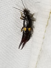 Spongiphoridae