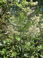 Ceanothus velutinus laevigatus