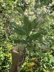 Ceanothus velutinus laevigatus