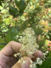 Ceanothus velutinus laevigatus