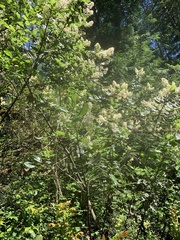Ceanothus velutinus laevigatus