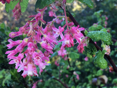 Ribes sanguineum glutinosum