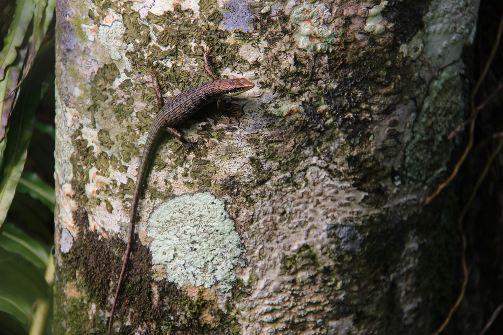 Rarotonga Treeskink