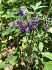 Hydrophyllum virginianum atranthum