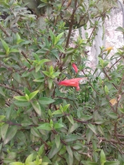 Clinopodium macrostemum