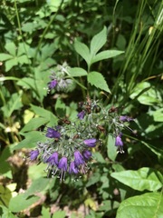 Hydrophyllum virginianum atranthum