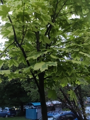 Acer platanoides