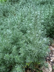 Artemisia austriaca