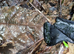 Minervarya sahyadris