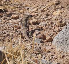 Aspidoscelis exsanguis