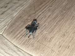 Modicogryllus frontalis