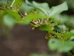 Dendrolobium triangulare