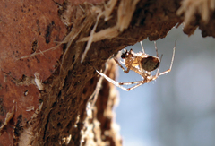 Pityohyphantes subarcticus