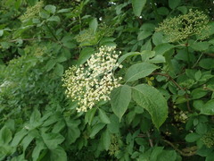 Sambucus nigra
