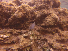 Plectroglyphidodon marginatus