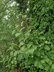 Rhamnus cathartica