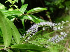 Veronica stricta stricta