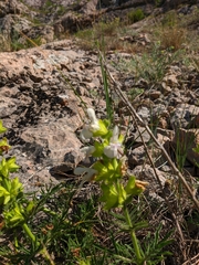 Salvia scabiosifolia