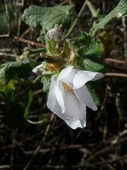 Malacothamnus lucianus