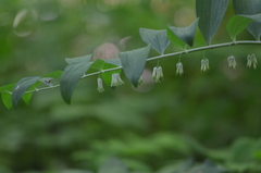 Polygonatum multiflorum
