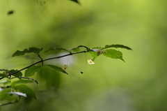 Euonymus verrucosus
