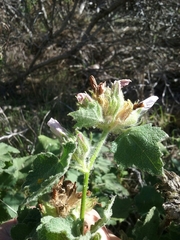 Malacothamnus lucianus