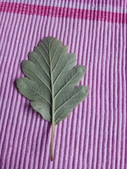 Scandosorbus intermedia