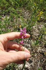 Polygala cretacea